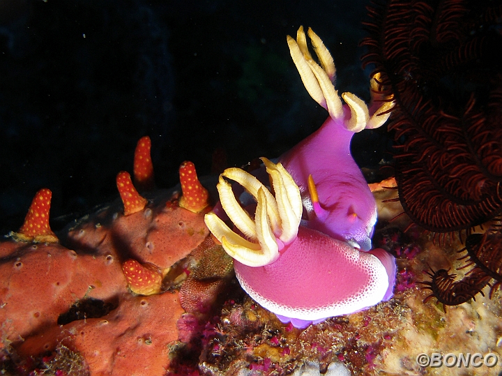 PC030083MW.jpg - CHROMODORIDE - Hypselodoris apolegma - (Pen. Bualemo)