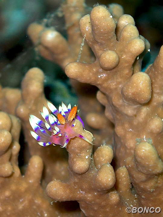 PC030144MW.jpg - FLABELLINA - Flabellina exoptata - (Pen. Bualemo)