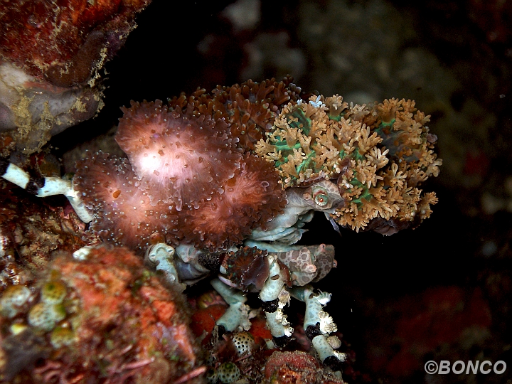 PC030178MW.jpg - GRANCHIO DECORATORE - Cyclocoeloma tuberculata - (Pen. Bualemo)
