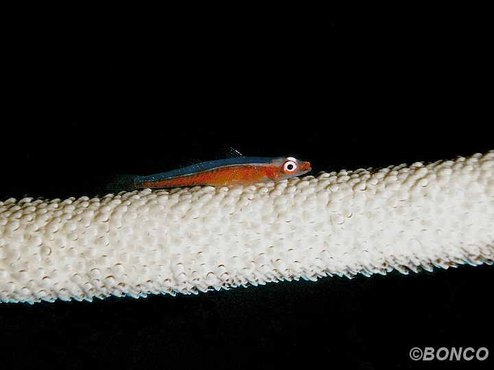 PC040257MW.jpg - GOBIDE DEI CORALLI FRUSTA - Bryaninops yongei - (Pen. Bualemo)