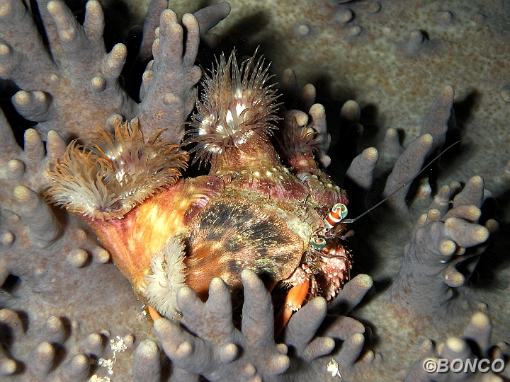 PC040334MW.jpg - GRANCHIO EREMITA - Dardanus pedunculatus - (Pen. Bualemo)