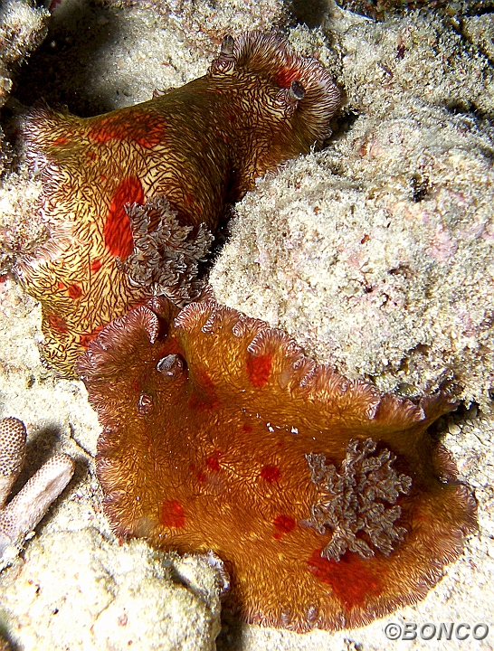 PC040338MW.jpg - PLATYDORIDE - Platydoris cruenta - (Pen. Bualemo)