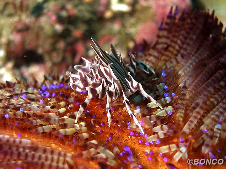PC050006MW.jpg - GRANCHIO ZEBRA - Zebrida adamsii - (Banggai)