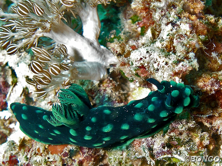 PC050020MW.jpg - NEMBROTHA - Nembrotha cristata - (Banggai)