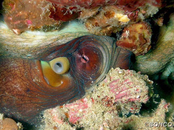 PC050053MW.jpg - POLPO - Octopus vulgaris - (Banggai)