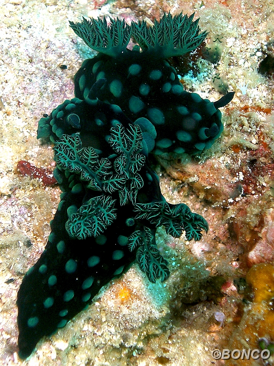 PC050076MW.jpg - NEMBROTHA - Nembrotha cristata - (Banggai)