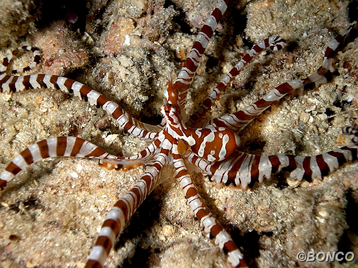 PC050091MW.jpg - WONDERPUS - Octopus sp. - (Banggai)
