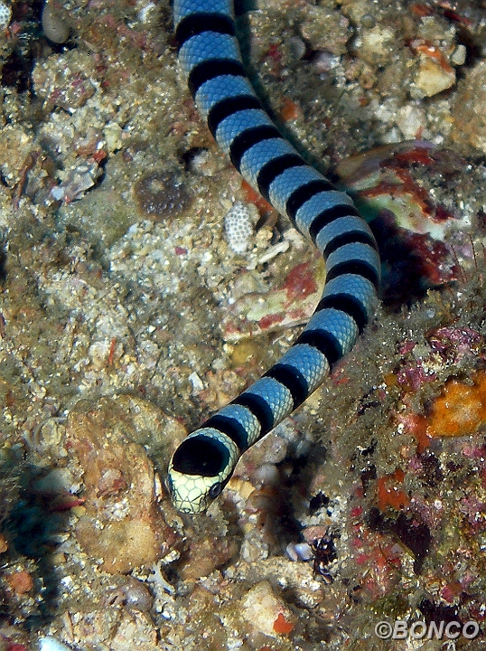 PC050359MW.jpg - SERPENTE DI MARE DAGLI ANELLI - Laticauda colubrina - (Banggai)