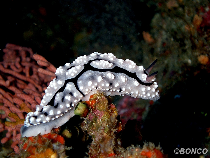 PC050372MW.jpg - PHYLLIDIA - Phyllidiella lizae - (Banggai)