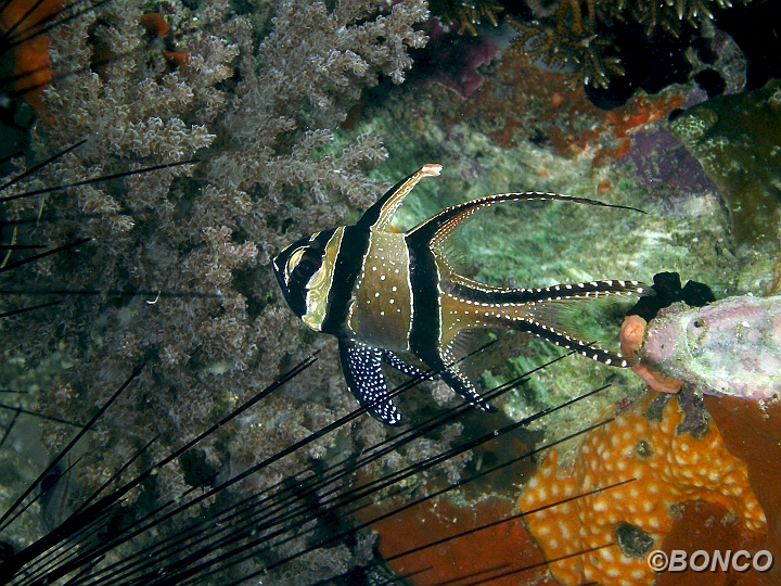 PC050405MW.jpg - CARDINALE DELLE BANGGAI - pterapogon kauderni - (Banggai)