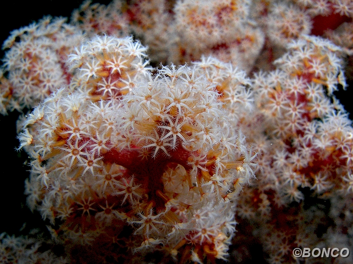 PC060214MW.jpg - GORGONIA - n.d. - (Banggai)