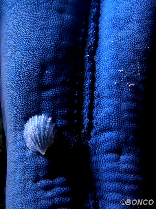 PC060232MW.jpg - THYCA - Thyca crystallina - (Banggai)