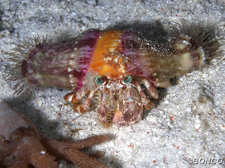 PC070462MW.jpg - GRANCHIO EREMITA - Dardanus pedunculatus - (Pen. Bualemo)
