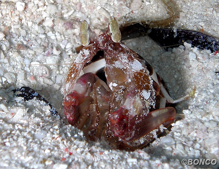 PC070471MW.jpg - CANOCCHIA ARPIONATRICE - Lysiosquillina maculata - (Banggai)