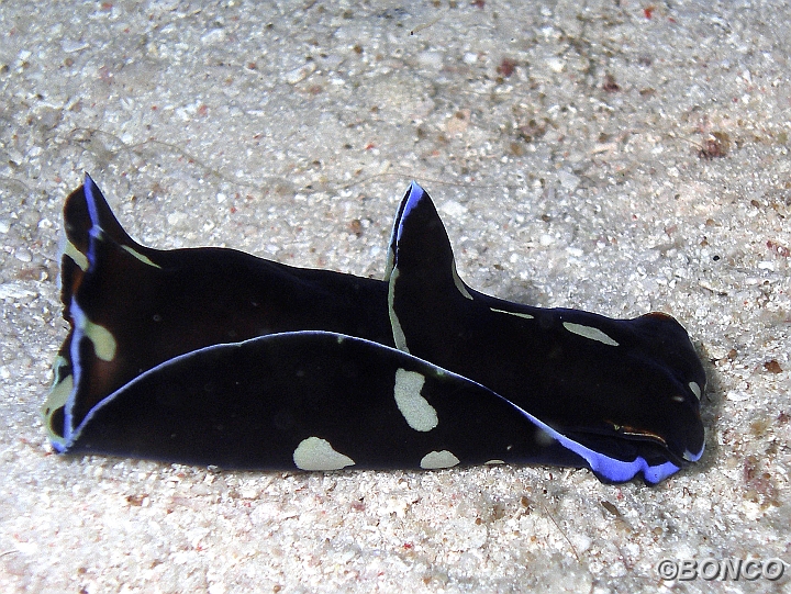 PC070482MW.jpg - CEPHALASPIDEA - Philinopsis n.d. - (Banggai)