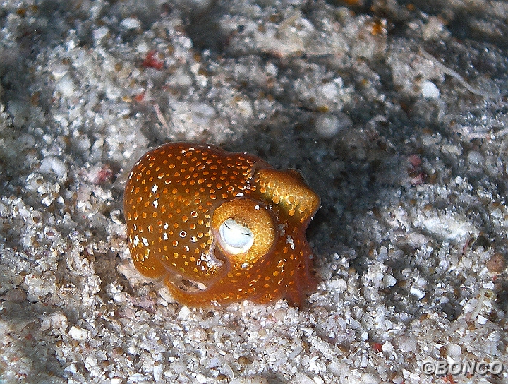 PC070486MW.jpg - SEPIOLA - Sepiadarium kochi - (Banggai)