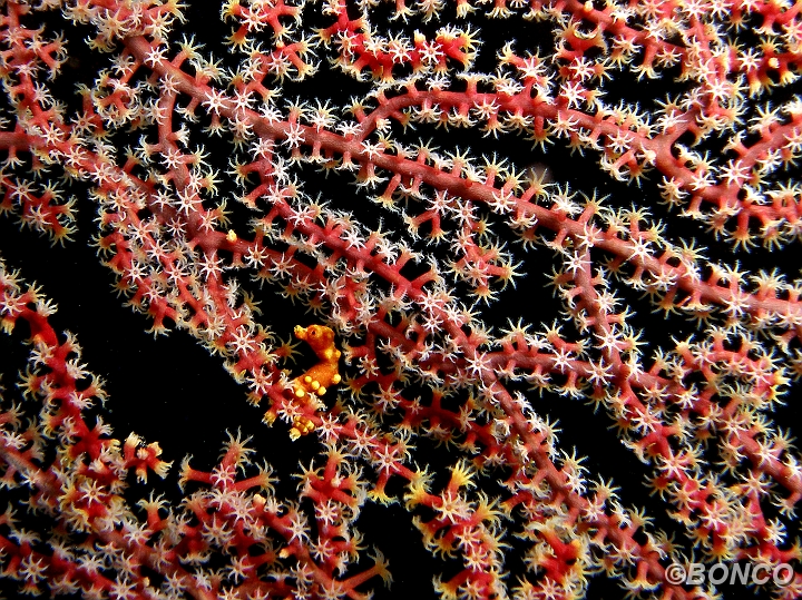 PC080025MW.jpg - IPPOCAMPO PIGMEO DI DENISE - Hippocampus denise - (Banggai)