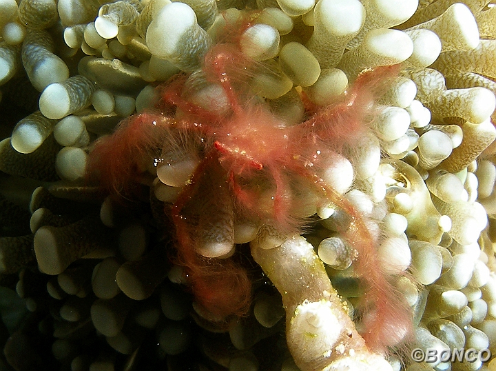 PC080036MW.jpg - GRANCHIO ORANG UTAN - Achaeus japonicus - (Banggai)