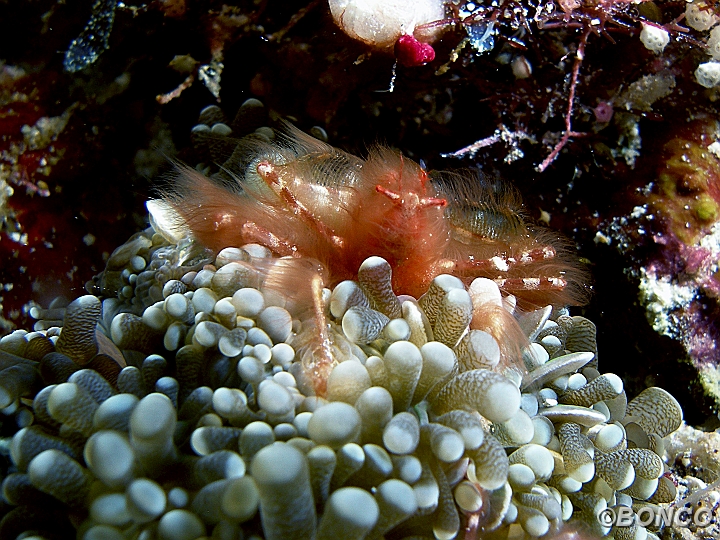 PC080037MW.jpg - GRANCHIO ORANG UTAN - Achaeus japonicus - (Banggai)