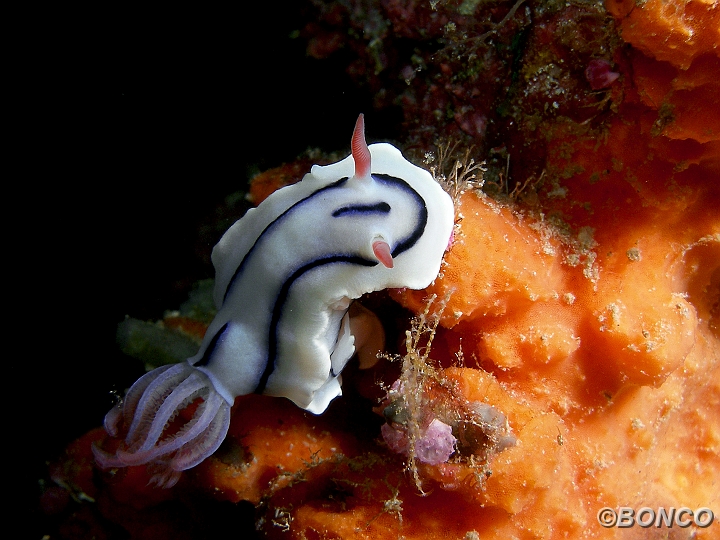 PC080062MW.jpg - CHROMODORIDE - Chromodoris lochi - (Banggai)
