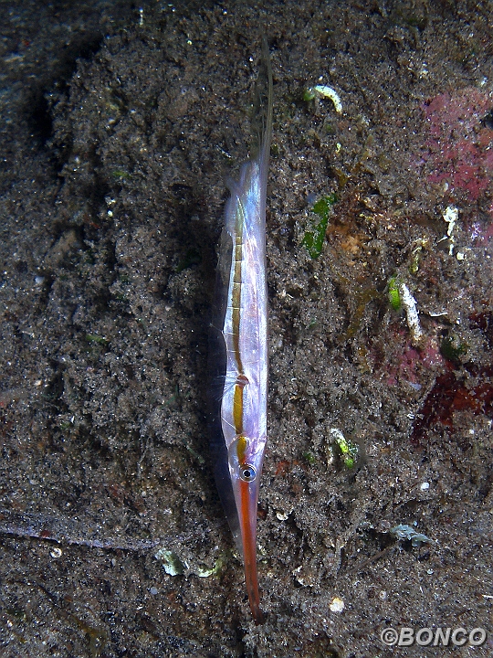 PC080125MW.jpg - PESCE RASOIO - Centriscus scutatus - (Banggai)