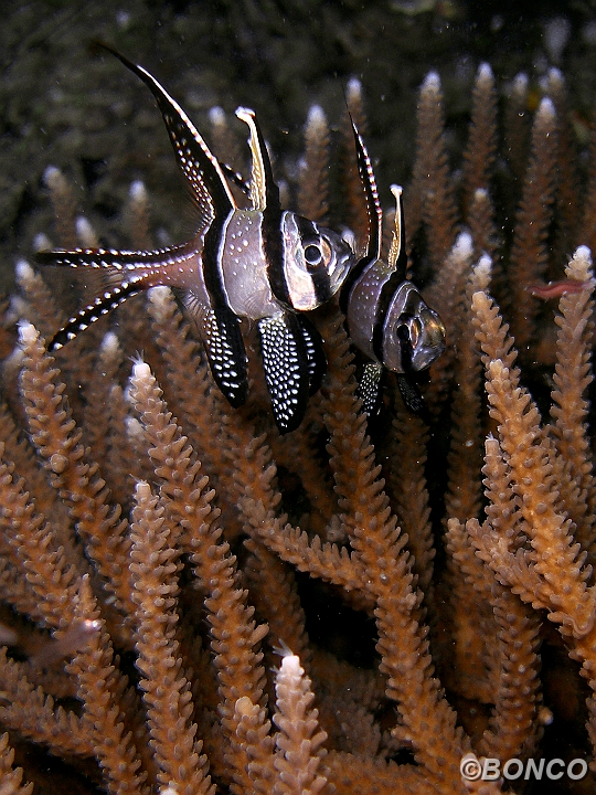 PC080141MW.jpg - CARDINALE DELLE BANGGAI - pterapogon kauderni - (Banggai)