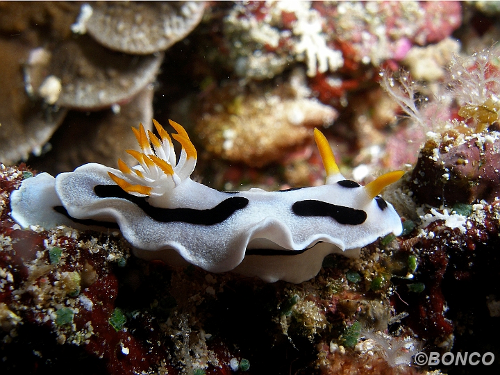 PC090182MW.jpg - CHROMODORIDE - Chromodoris dianae - (Banggai)
