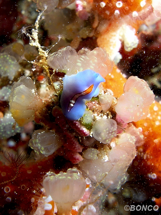 PC090192MW.jpg - VERME PIATTO - Pseudoceros bifurcus - (Banggai)