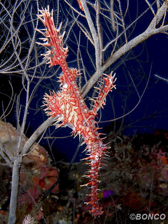 PC090197MW.jpg - PESCE FANTASMA ORNATO - Solenostomus paradoxus - (Banggai)